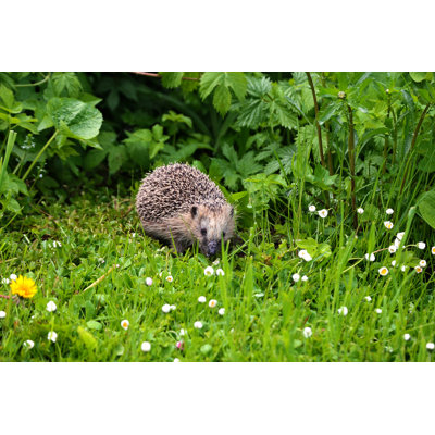 Hedgehog by Lutavia