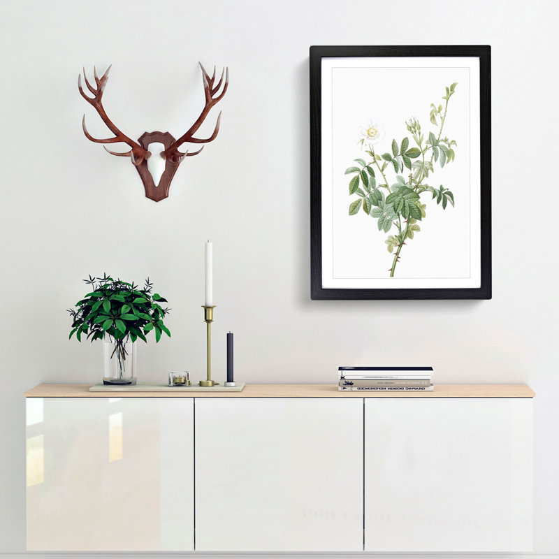 White Downy Rose by Pierre-Joseph Redoute - Picture Frame Art Prints, Black Framed, 36cm H x 27cm W x 2cm D