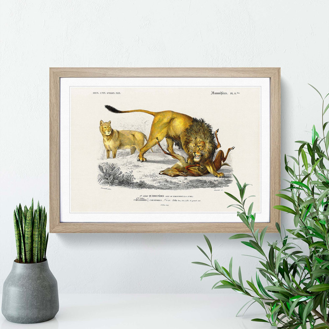 Lion Illustration by Charles d' Orbigny - Picture Frame Painting Print