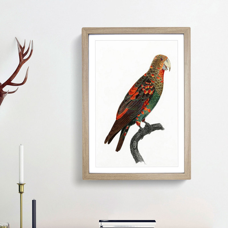 Brown-Necked Parrot by F. Levaillant - Picture Frame Art Print, 65cm H x 48cm W x 2cm D, Oak Framed