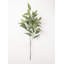 Jet d'eucalyptus