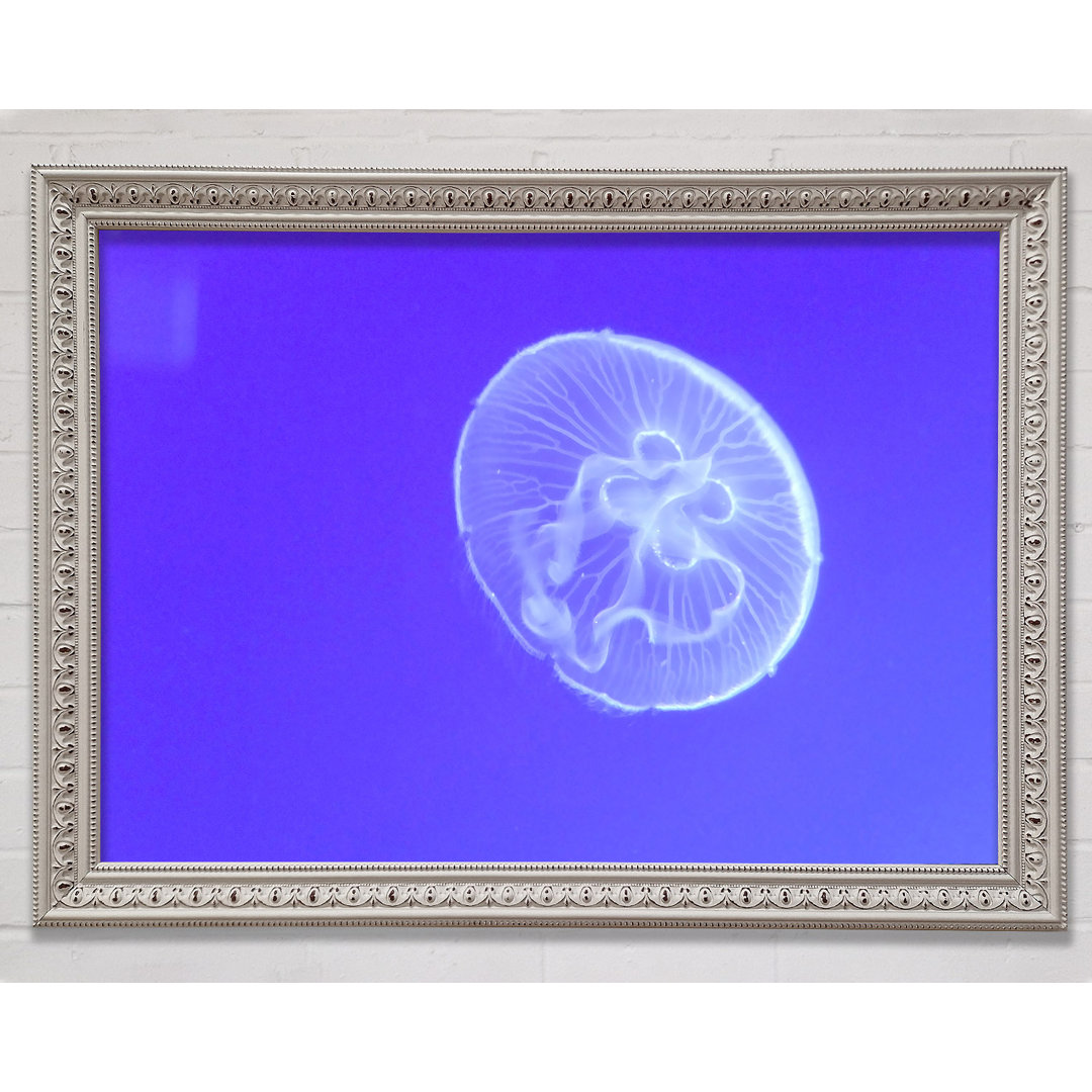 Horniman Jellyfish - Bilderrahmen Kunstdrucke