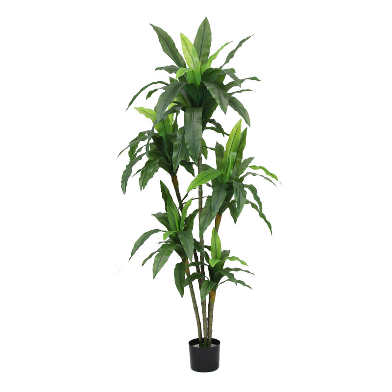 67 po DRACAena PLANT