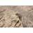 Sienna Beige Rug 5'2" x 7'6"