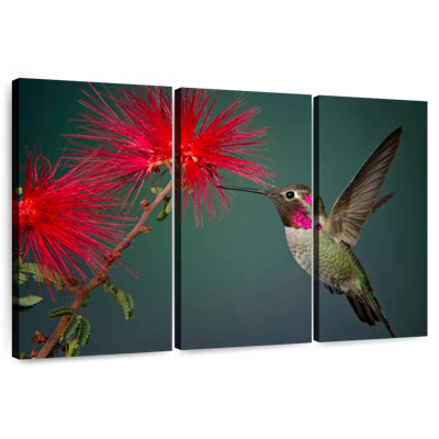 Colibri et fleur