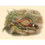 «August Grove® Gould, John», art sur toile tendue sous le titre Geas Pheasants I-1920662642