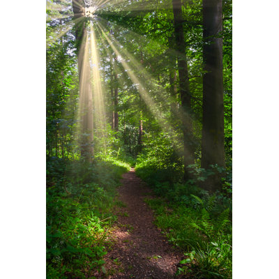 «Forest Path» par H_Barth - Photographie sur toile tendue