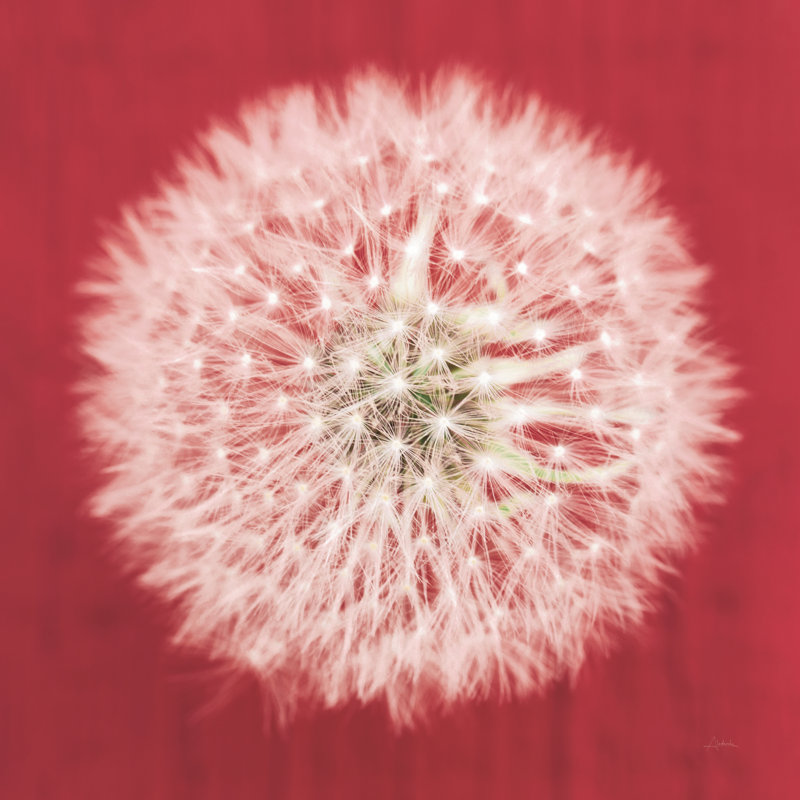 " Dandelion On Red I " by Aledanda, 12" H x 12" W  , No, Wrapped Canvas