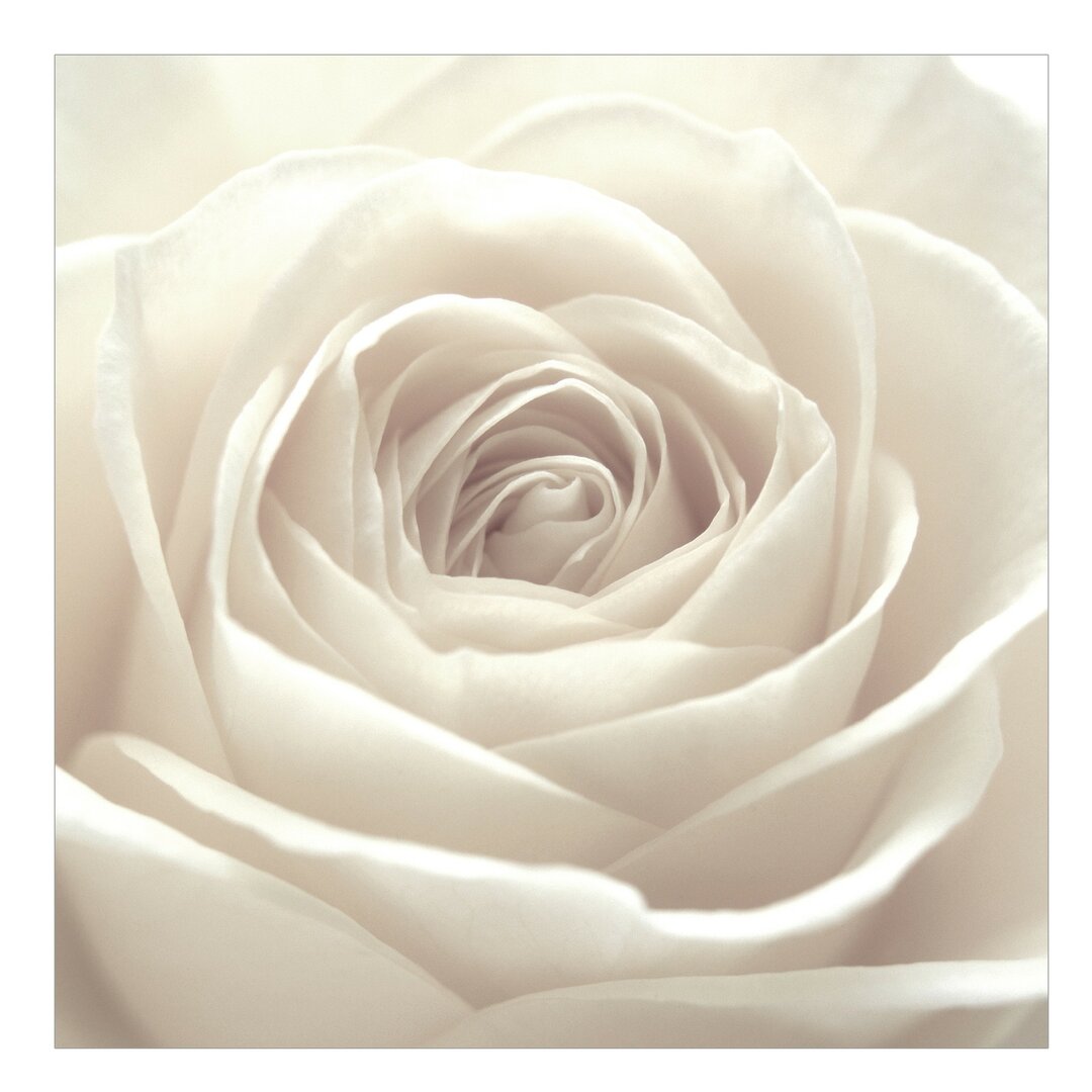 Tapete Pretty White Rose 2.4m L x 240cm B Lehn