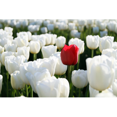 Single tulip