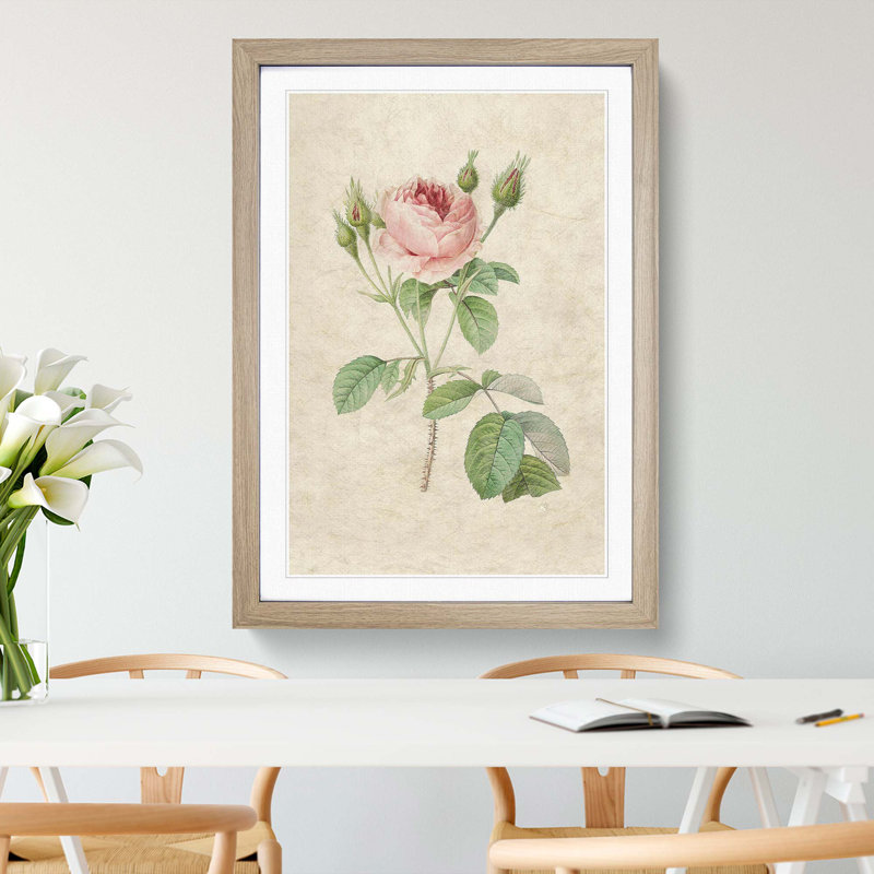 A Pink Rose by Pierre-Joseph Redoute - Framed Print, Oak Framed, 63cm H x 45cm W x 2cm D