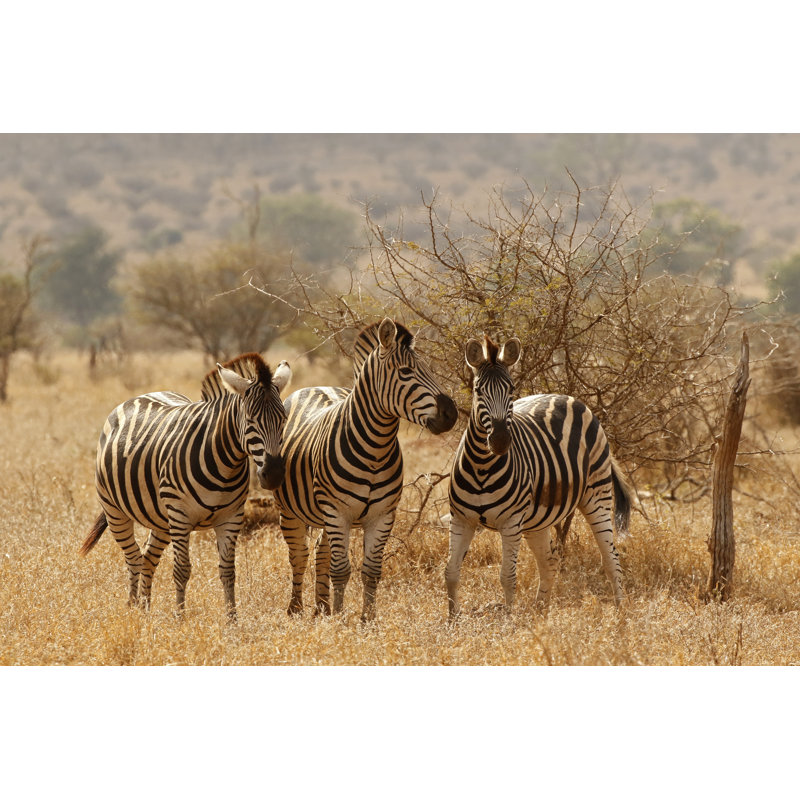 African Wildlife Safari by Jacobeukman - Wrapped Canvas Print, 51cm H x 76cm W