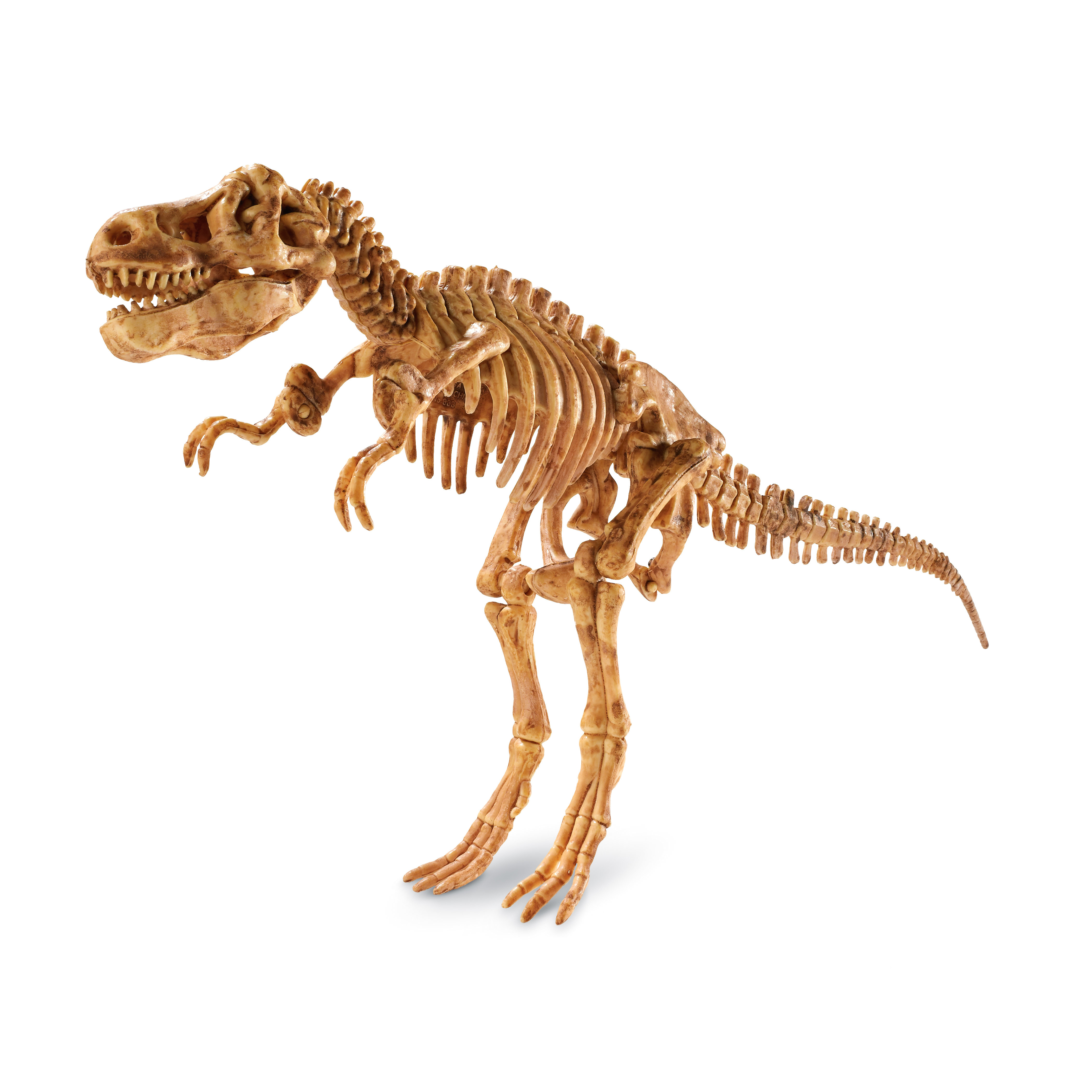 MindWare Dig It up! - Dino Model: Tyrannosaurus Rex S.T.E.M. Game | Wayfair