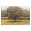 Golden Trees I by James Wiens - Wrapped Canvas Painting-42153605