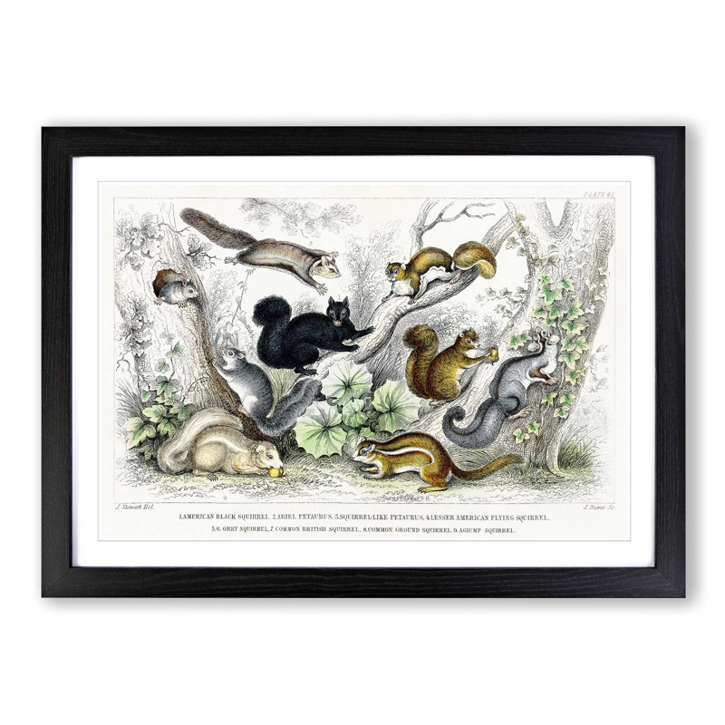 Collection of Squirrels by Oliver Goldsmith - Picture Frame Painting, 48cm H x 65cm W x 2cm D, Black Framed