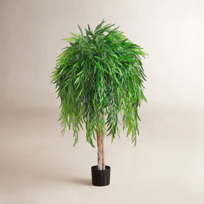 Willow Tree in Nursery Pot