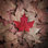 Maple Leaf