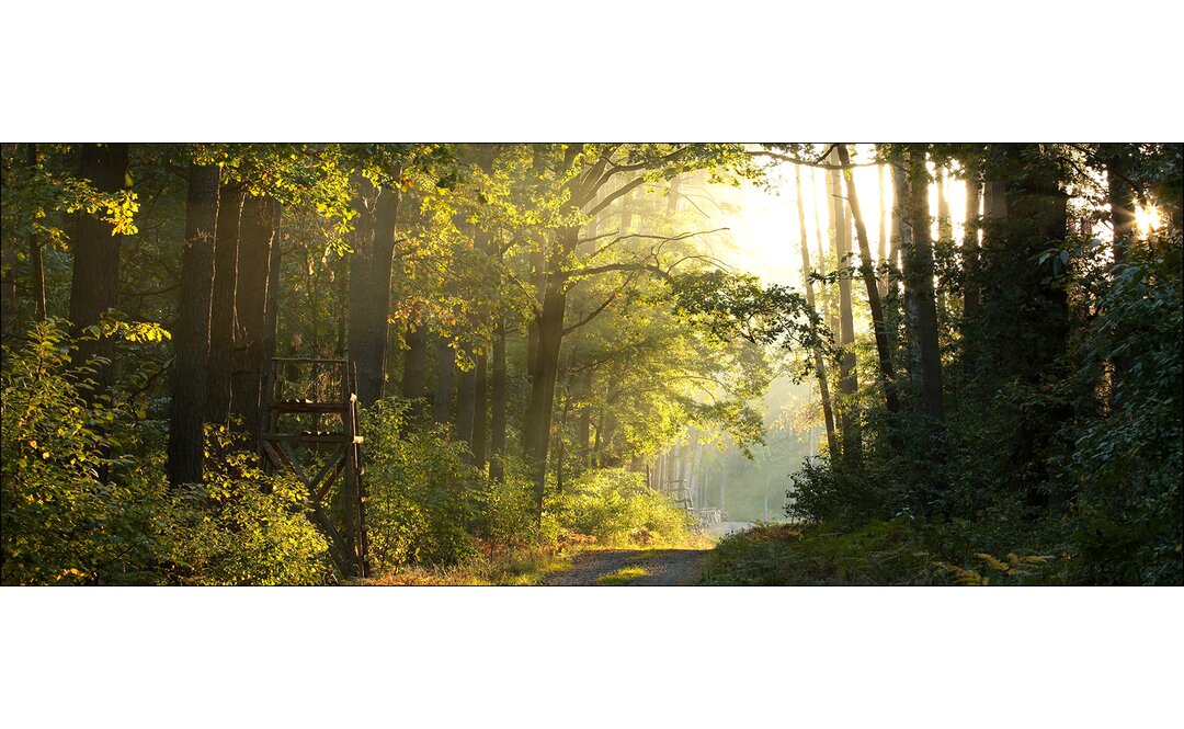 Leinwandbild Waldstimmung II