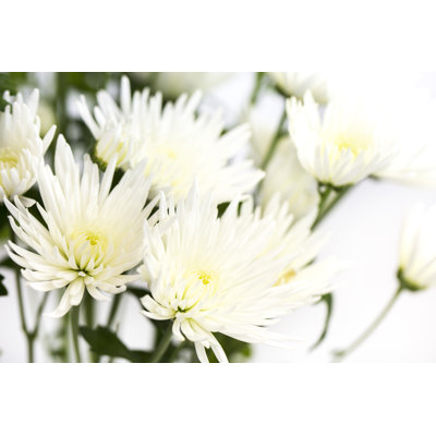 Chrysanthemum White - Wrapped Canvas Print