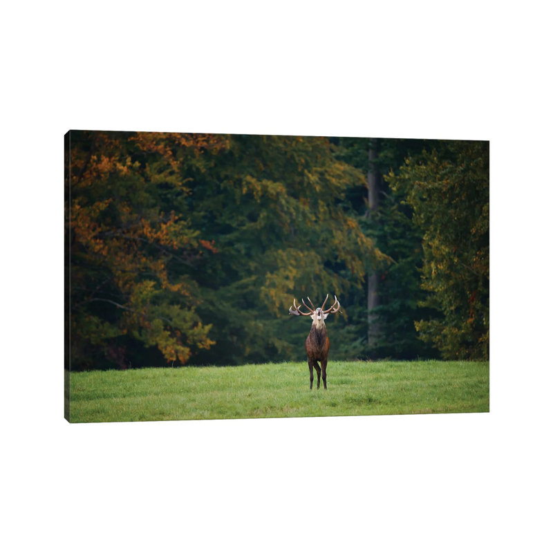 Roar by Mateusz Piesiak - Wrapped Canvas Print, 20.32 cm H x 30.48 cm W