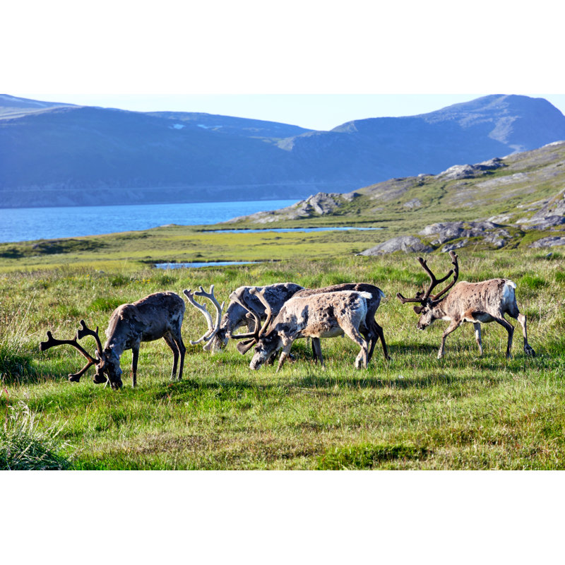 Reindeer Herd In Arctic by Alxpin - No Frame Painting on Canvas, 51cm H x 76cm W