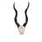 Kudu African Wall Trophies Sculpture