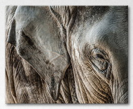 Wrapped Canvas Print, 80cm H x 100cm W x 2cm D