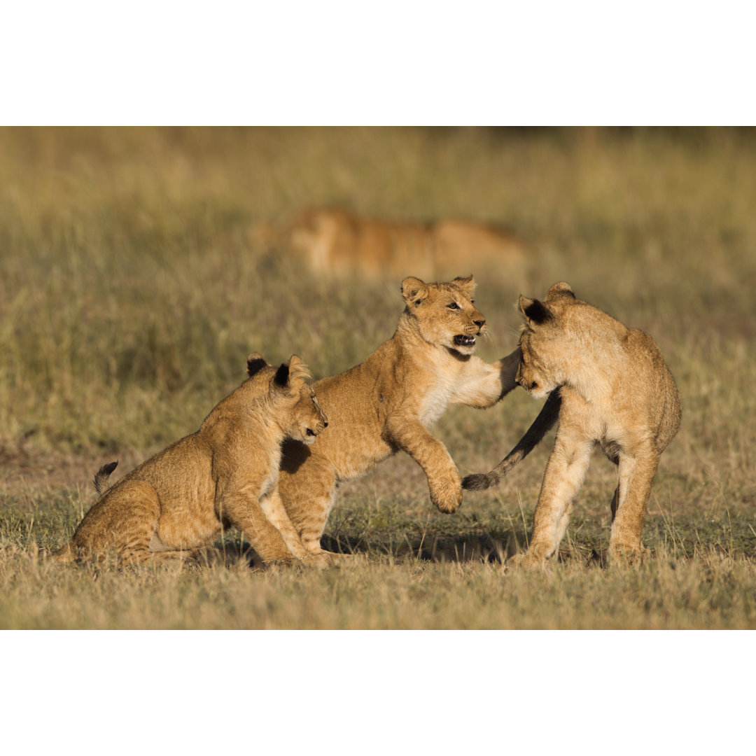 Mondello African Lion Cubs - Wrapped Canvas Print