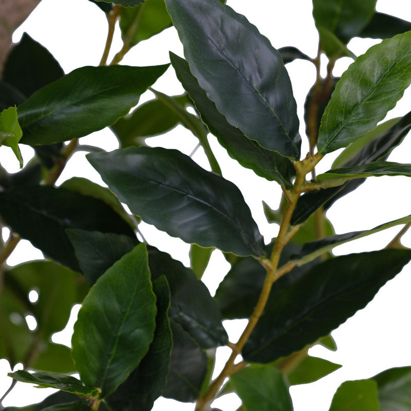 TREE LAUREL POT 7FT