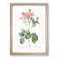 Cabbage Rose in Pink by Pierre-Joseph Redoute - Picture Frame Art Print-55513218-55513212