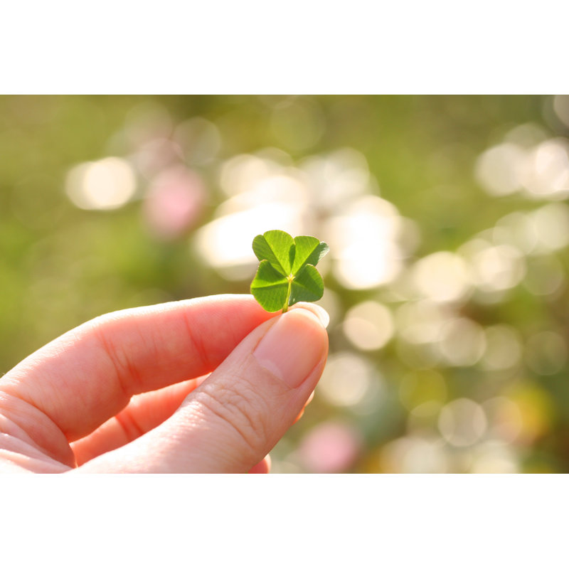 Four Leaf Clover - Wrapped Canvas Print, 30cm H x 46cm W