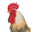 Buff Buffle Decor Med