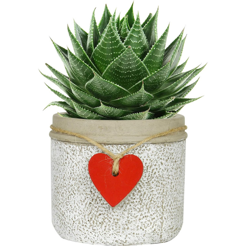 Kushamvir Pot Planter, 4" H x 4.30" W x 4.30" D