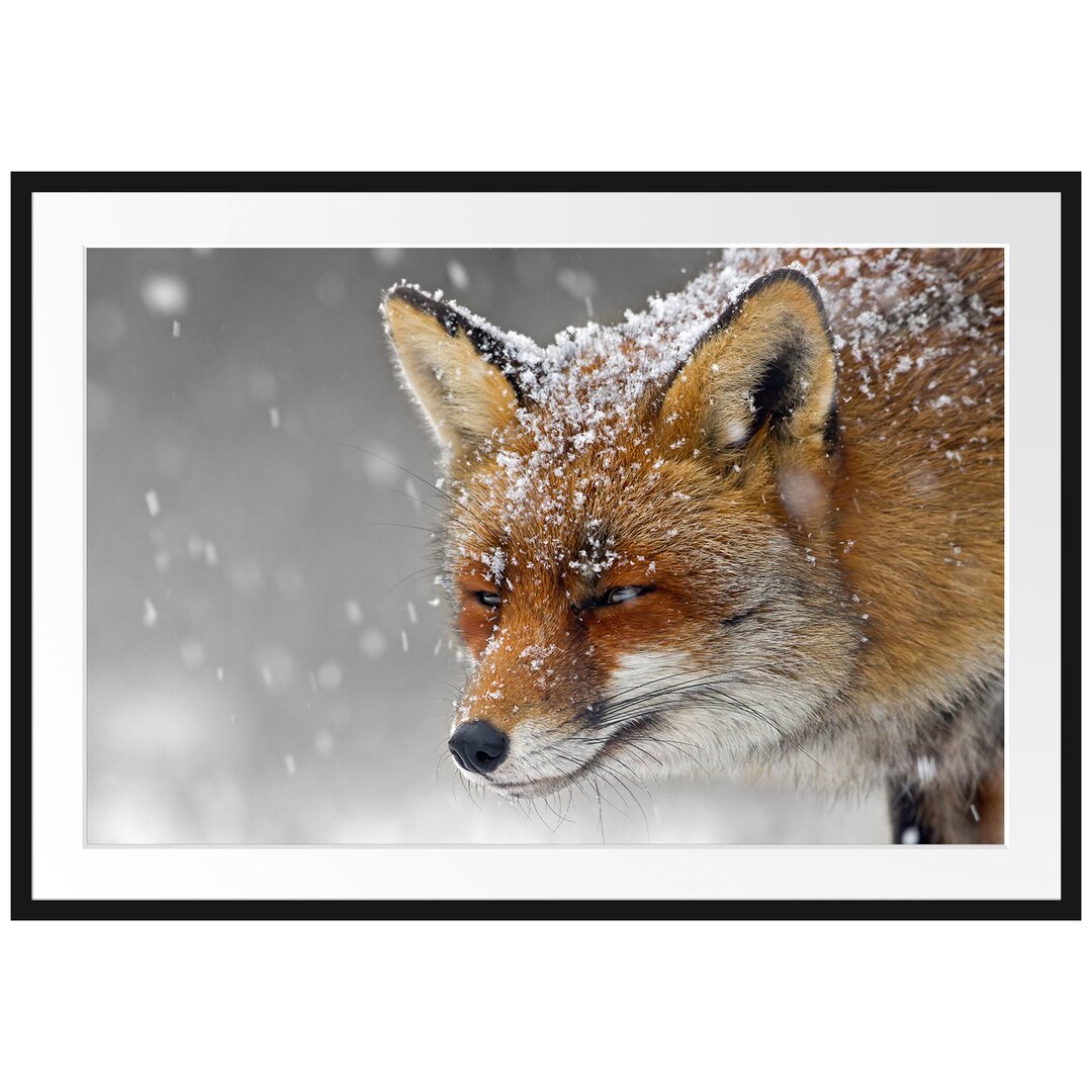 Gerahmtes Poster WunderschÃ¶ner Fuchs im Schnee