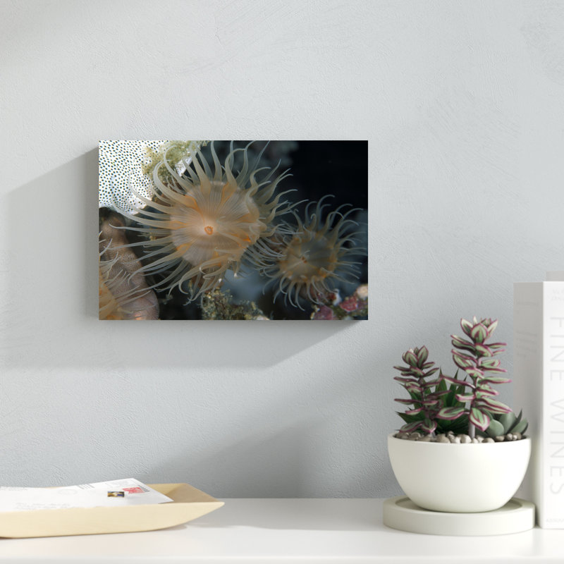 «Flowering Grace» par Beverly Factor - photographie sur toile tendue, H 8 po x l 12 po x P 1,25 po