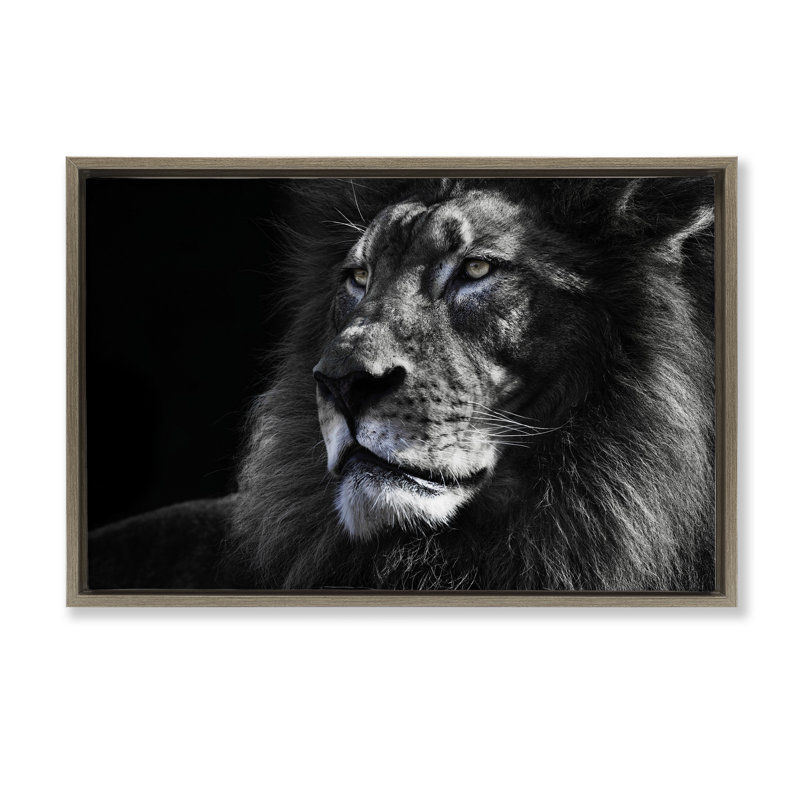 Portrait d'un lion en gros plan, H 21 po x l 31 po, Cadre flottant orme Montalcino