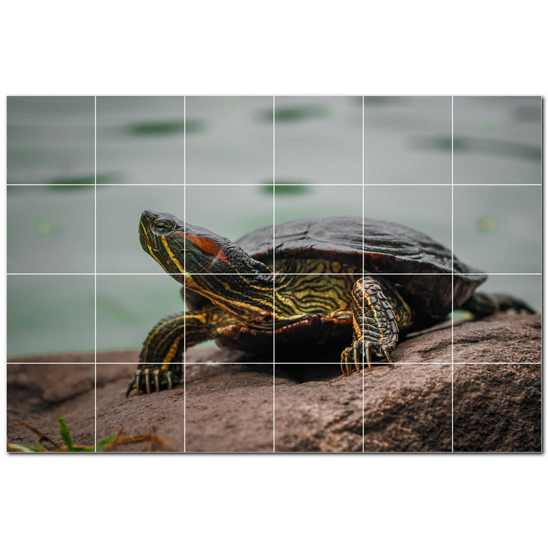 Tortue photo 12 x 12