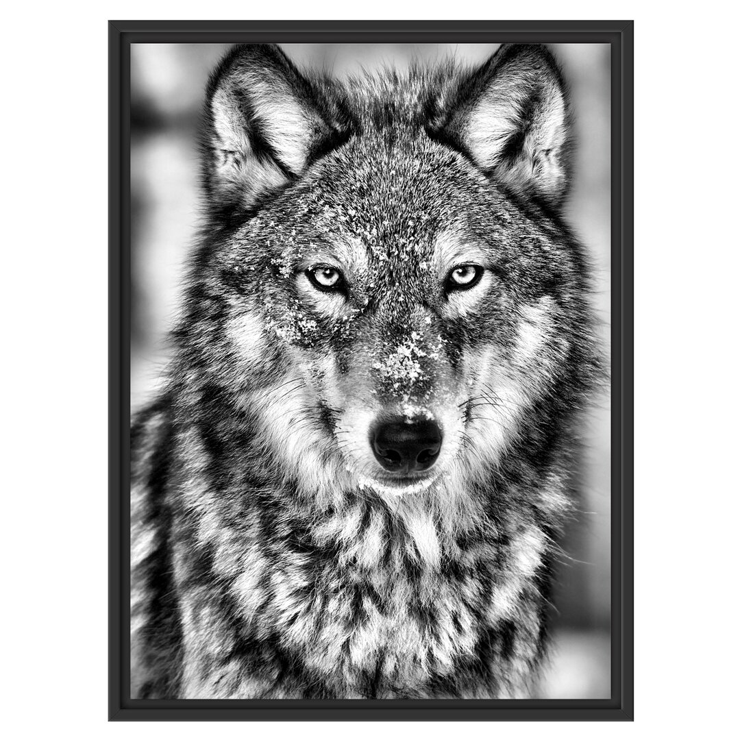 Gerahmtes Wandbild Wachsamer Wolf