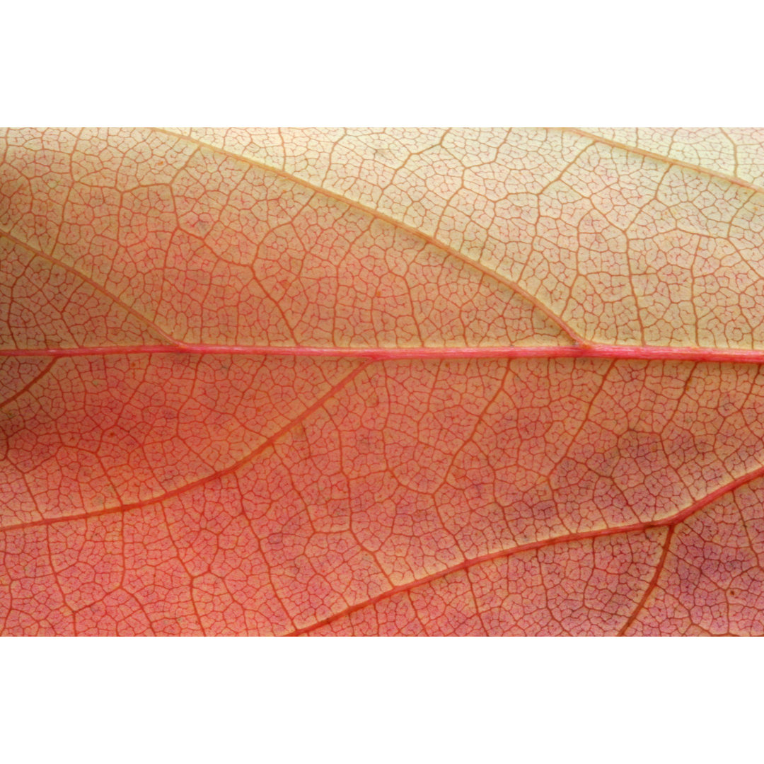 Leaf In Macro - Kunstdrucke auf Leinwand