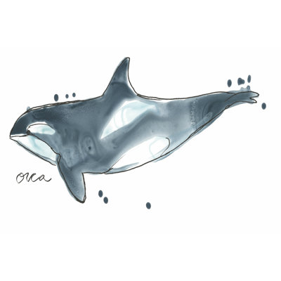 Cetacea Orca Whale by June Erica Vess - Wrapped Canvas Art Prints