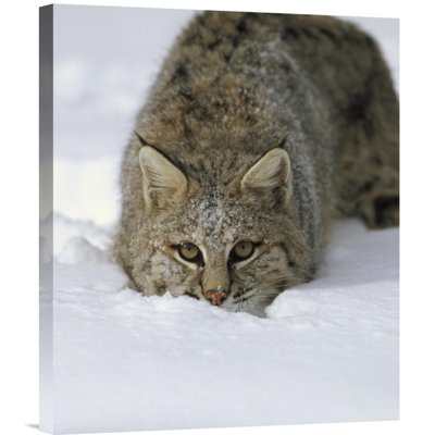 " Bobcat Crouching "