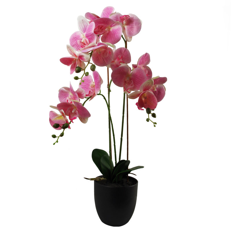 Anneus 70cm Plant