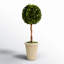 Thisbe 18.5'' Boxwood Topiary in Earthenware Pot
