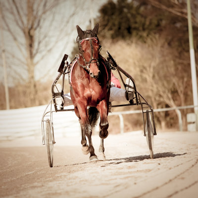" Horse " by Michaeljung