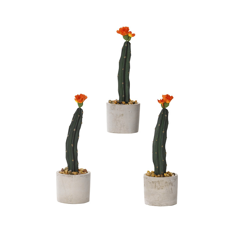 Mini plante de plancher en cactus mini colonne dans un pot de fleurs