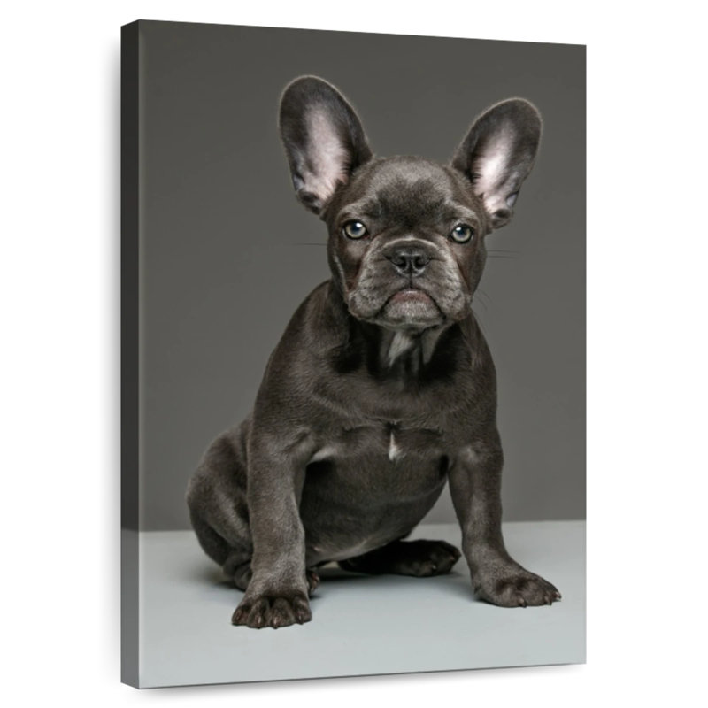Chiot bouledogue français Brampt, H 39 po x l 26 po
