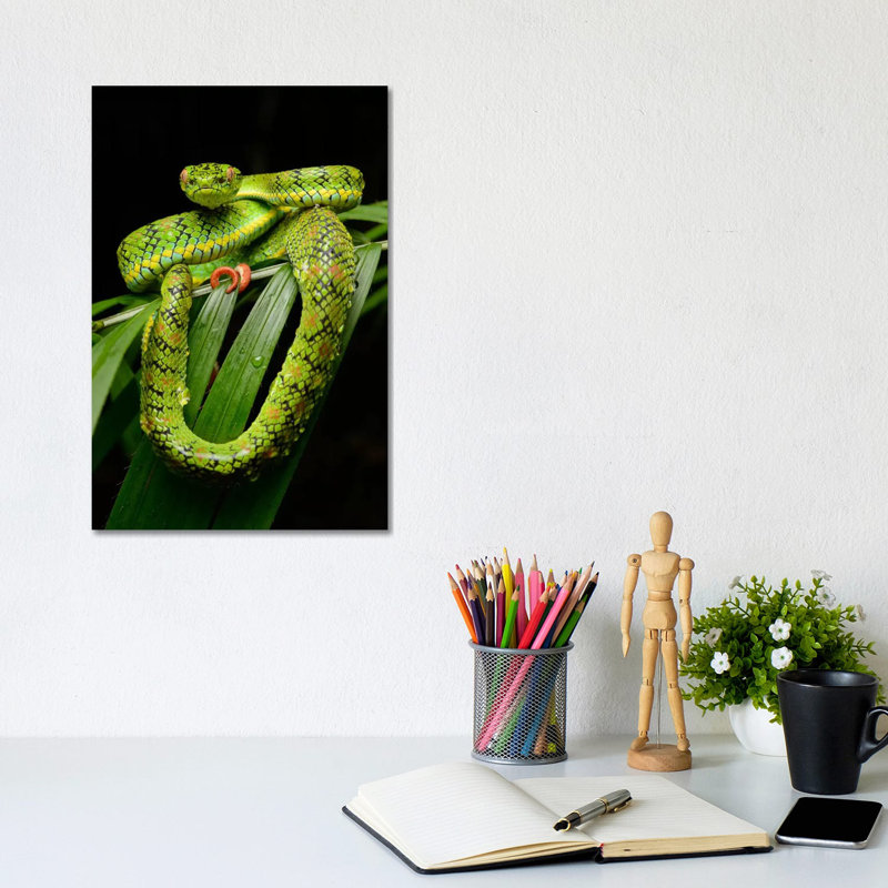 Schultz' Pit Viper Showing Red Tail Tip Used For Caudal Luring, Thumb Peak, Palawan Island, Philippines by Ch'ien Lee - Wrapped Canvas Print