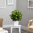 Dieffenbachia Artificial Plant in White Metal Planter