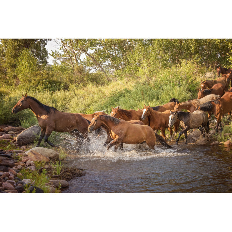River Horses II by PHBurchett - Wrapped Canvas Print, 51cm H x 76cm W