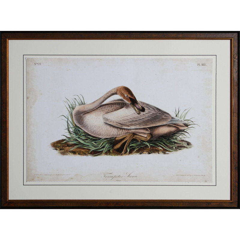 « swan ii », reproduction encadrée